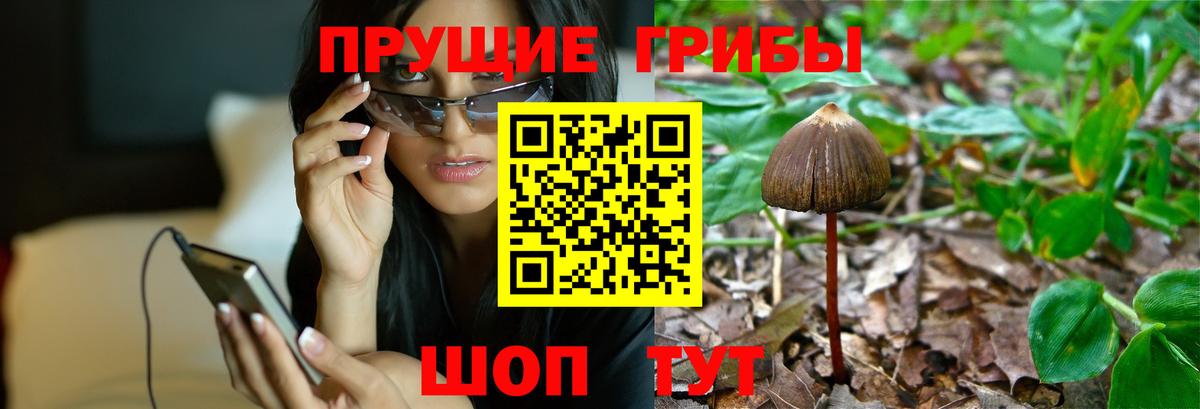 Галлюциногенные грибы Psilocybe Шахты